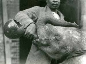 El joven elefante africano Kiberenge siendo alimentado por Darisha mientras Syed Ali observa en el fondo, Zoológico de Londres, septiembre de 1923